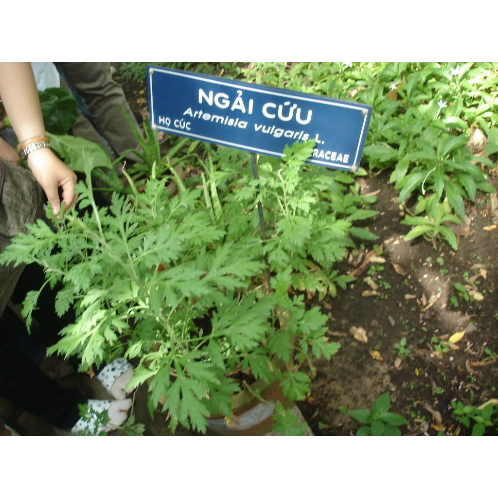 New- combo 10 cây ngải cứu