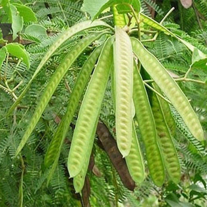 Quả bồ kết 1kg
