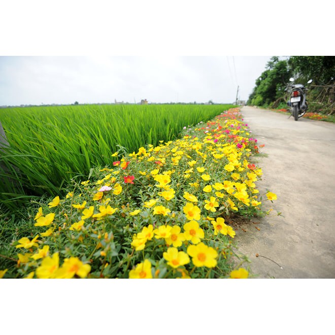 Hạt giống hoa mười giờ mỹ -30 hạt
