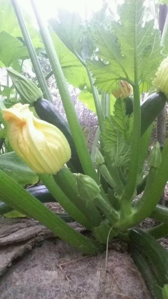 [Lấy mã giảm thêm 30%] Gói Hạt Giống Bí Zucchini (Bí Ngòi Xanh)