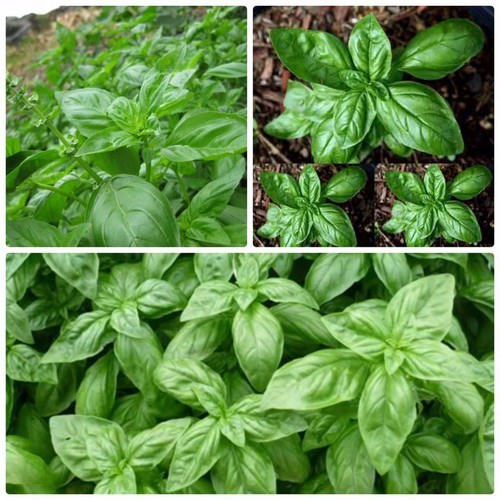 Hạt giống húng tây ( húng basil ngọt ) -  gói  1gram( 400 hạt)