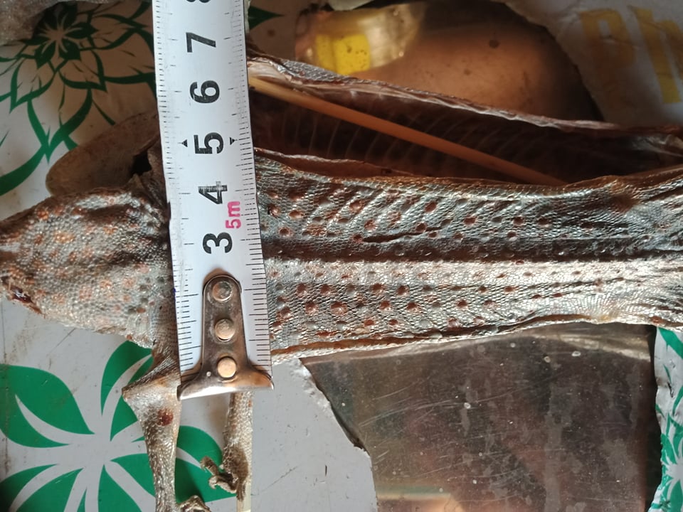 4 con tắc kè khô. Khô tắc kè 2 cặp