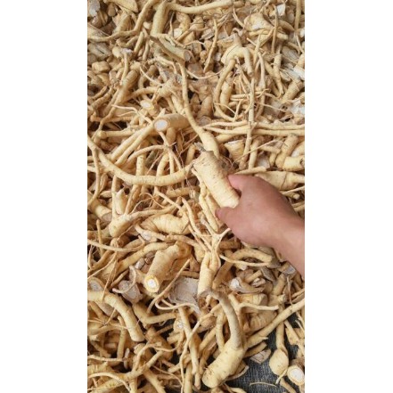1kg củ đinh lăng khô