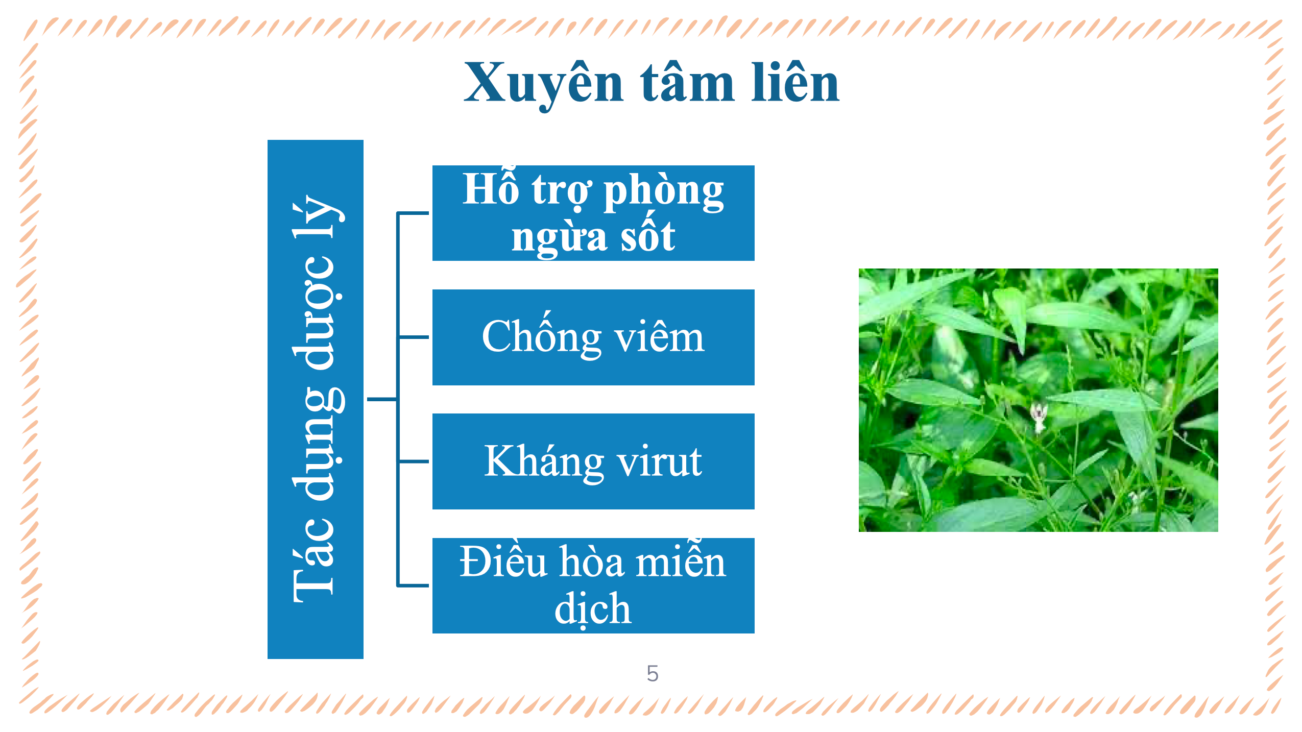 Ayofa Sota Chăm Sóc SK Cho Cả Gia Đình
