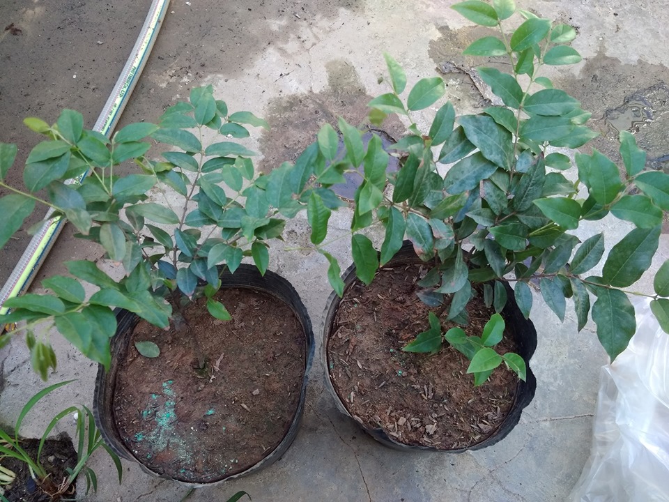 (FREESHIP Từ 50k) Cây giống nho thân gỗ tứ quý
