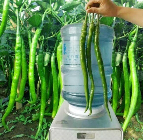 Hạt giống ớt siêu dài Hàn Quốc CT313 - Gói 30 hạt