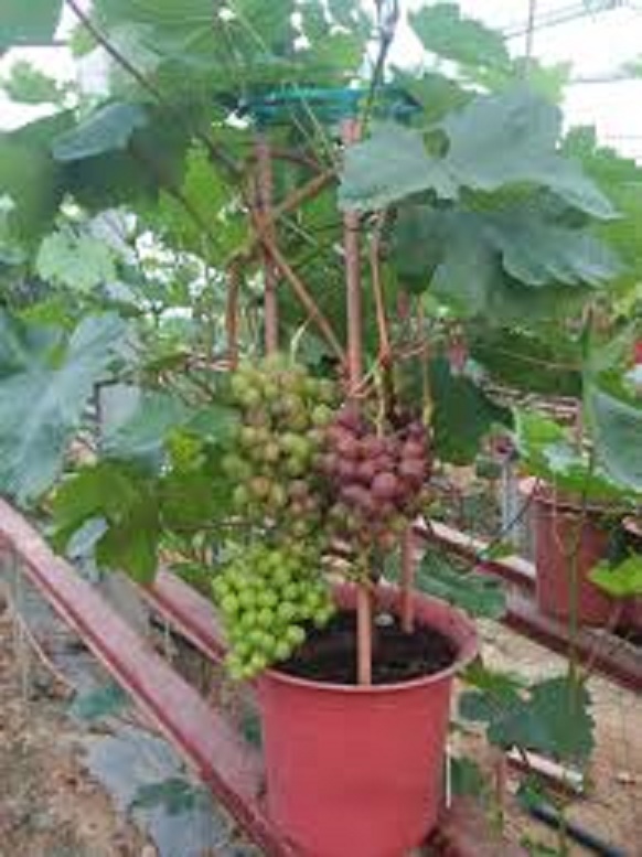 CÂY GIỐNG NHO LÙN PHÁP