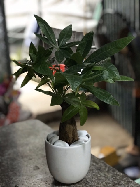 Chậu Cây Kim Ngân Để Bàn ( Cả Chậu Sứ)