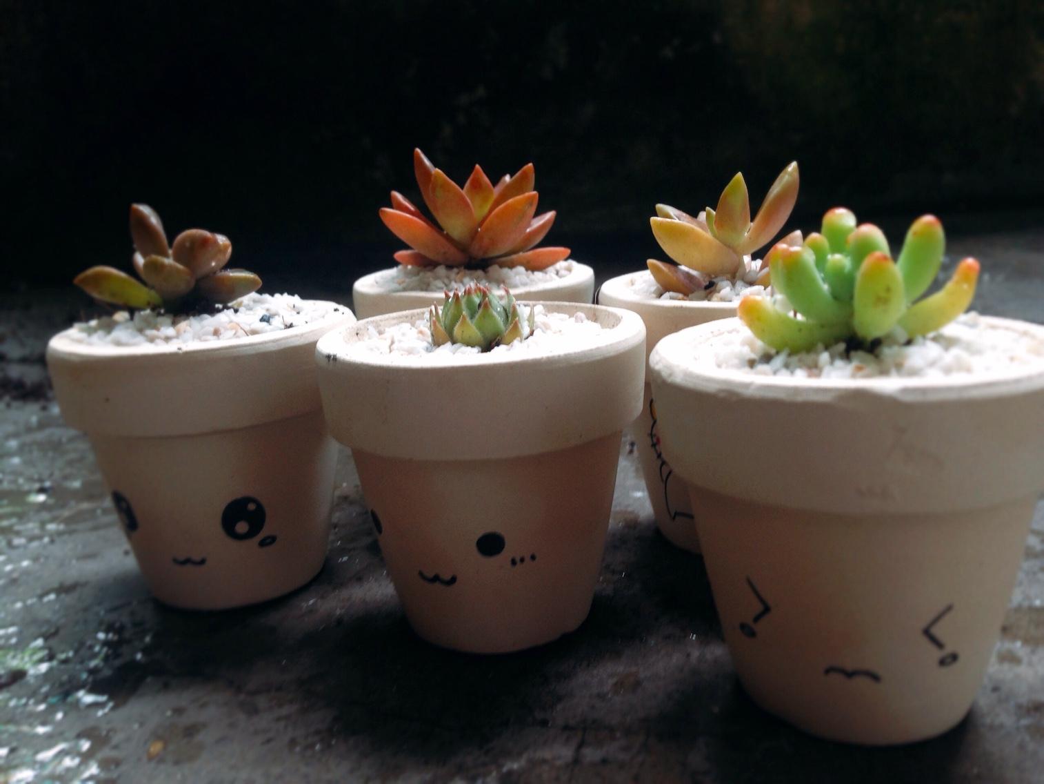 Combo 02 chậu sen đá mini đôi trai gái