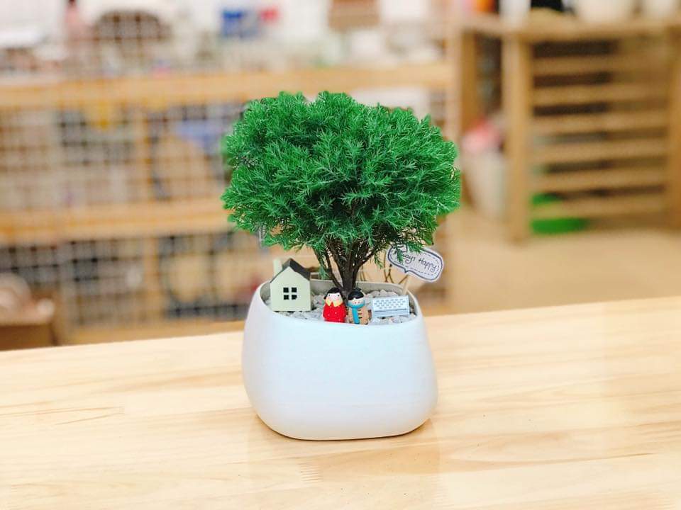 tùng bồng lai mix CHẬU