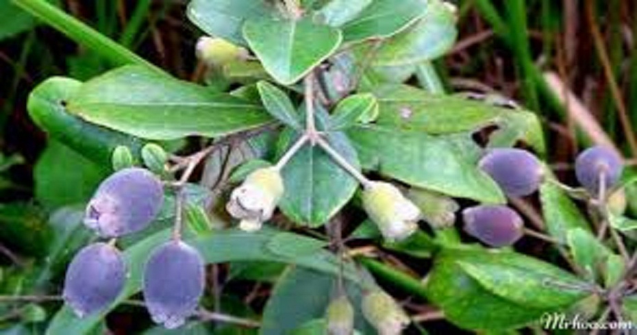 CHẬU HOA SIM TÍM THÁI LAN SIÊU ĐẸP