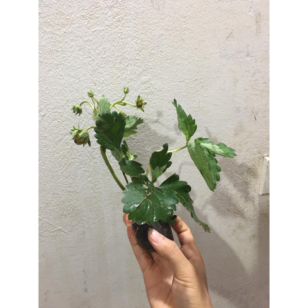 (Siêu Rẻ) combo 3 dâu tây đang bói hoa và quả non