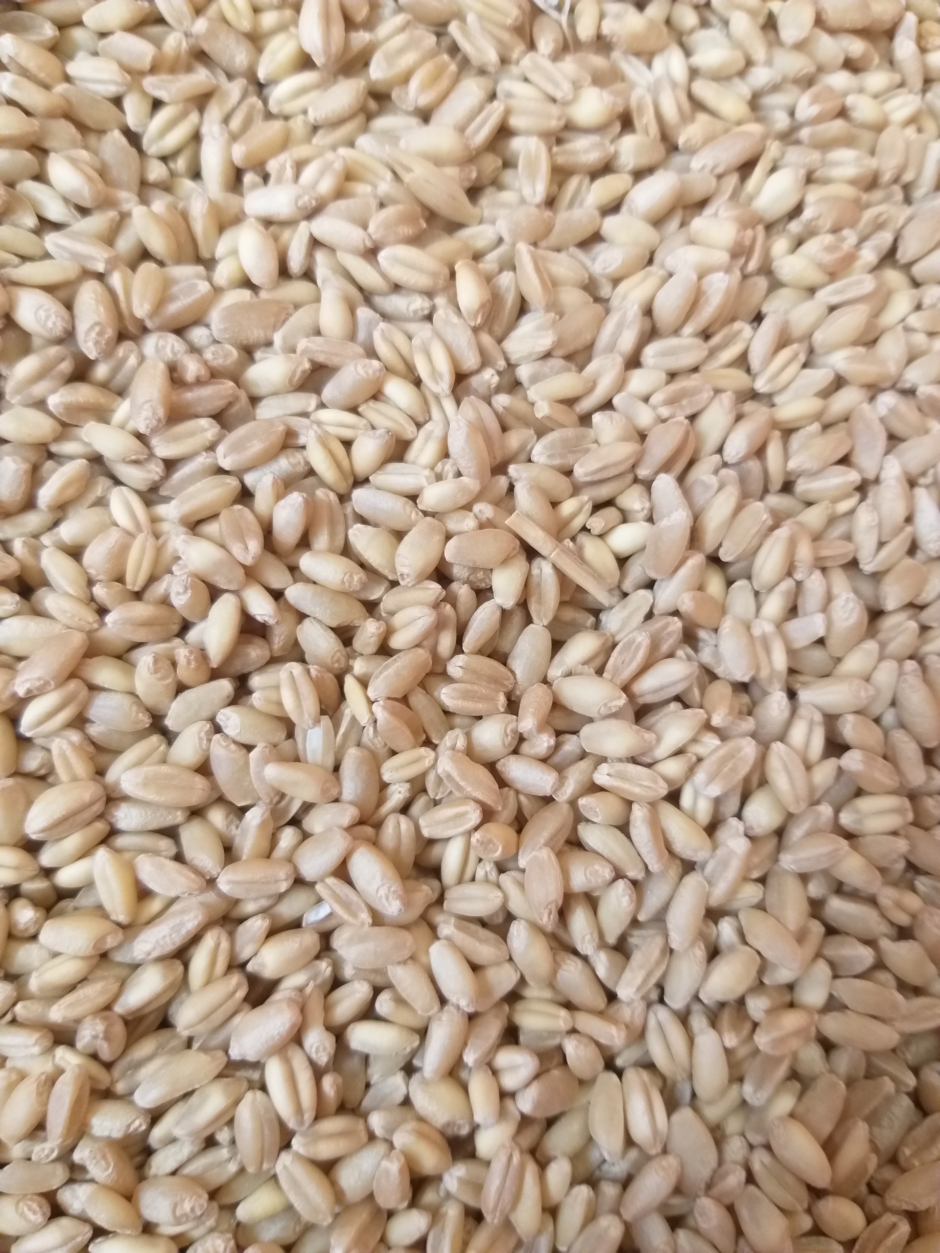 Hạt lúa mì (gói 500g) cho vẹt, bồ câu, chuột...