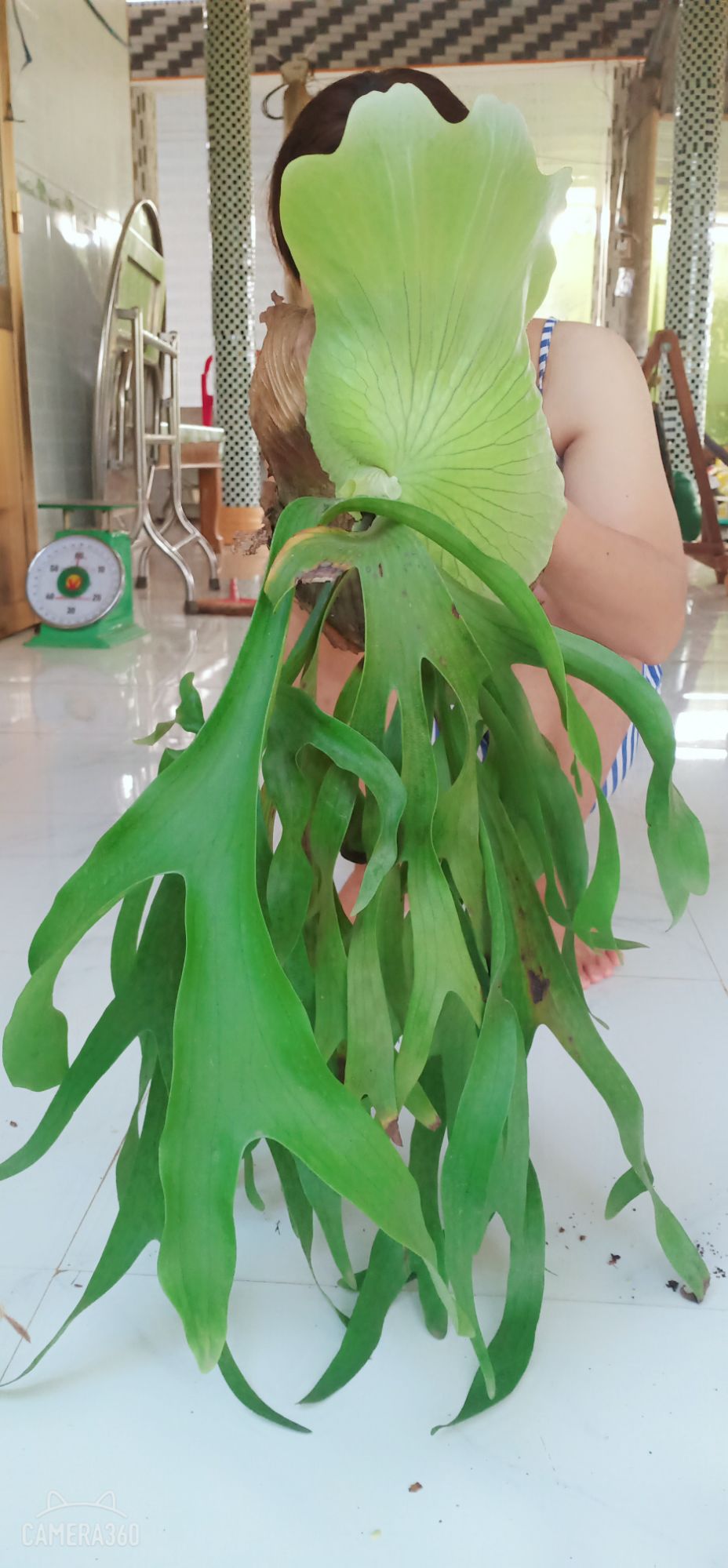 Cây Ổ Rồng
