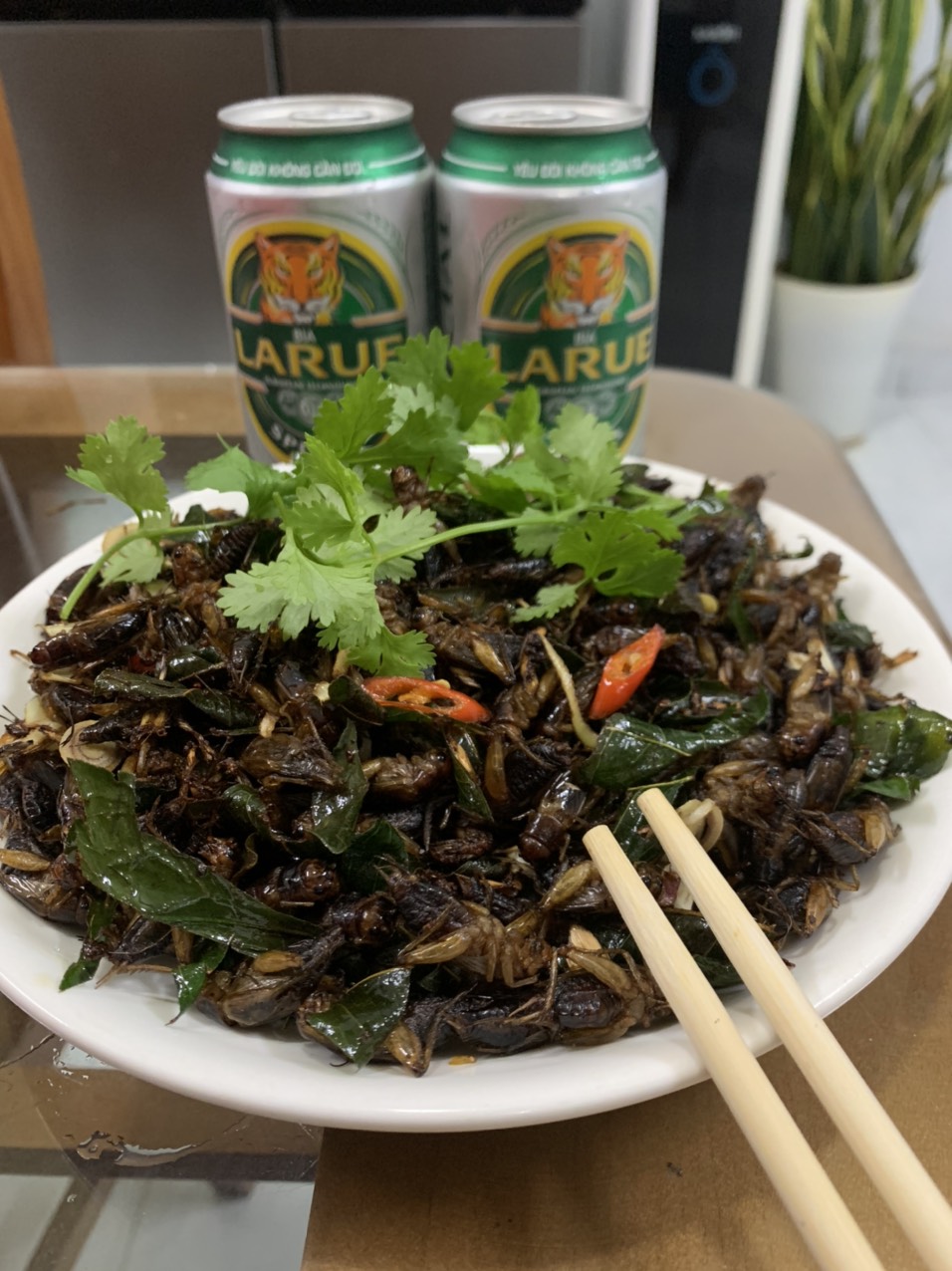 Trứng dế mèn Thái vàng (1 ổ trứng 500g + 5 vĩ giấy)