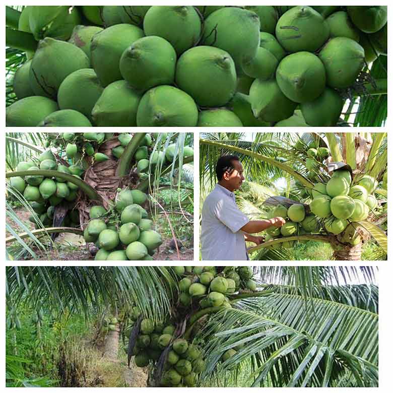 Cây giống Dừa Sáp Đặc ruột .