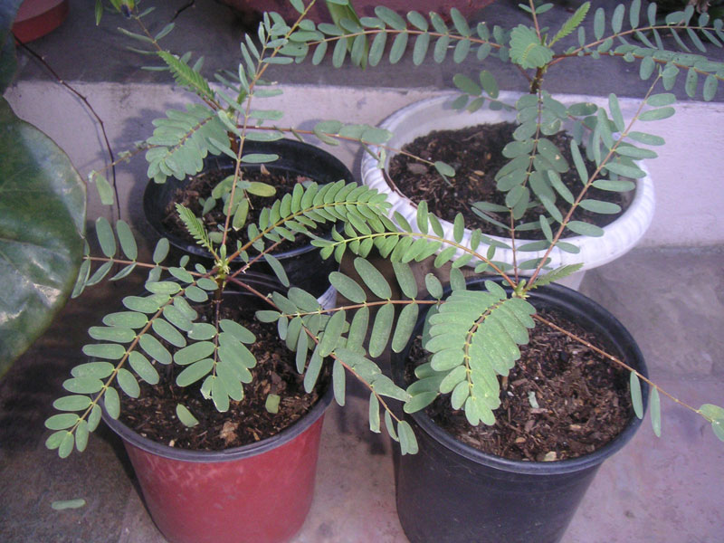 Hạt Giống So Đũa - 2gr