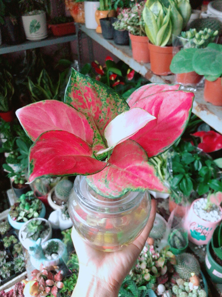 [HCM]Chậu Cây Vạn Lộc Thuỷ Sinh(kèm chậu thuỷ tinh)