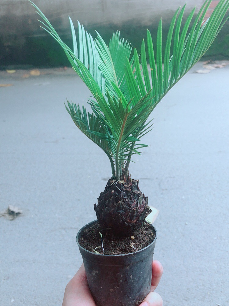 Thiên Tuế Mini