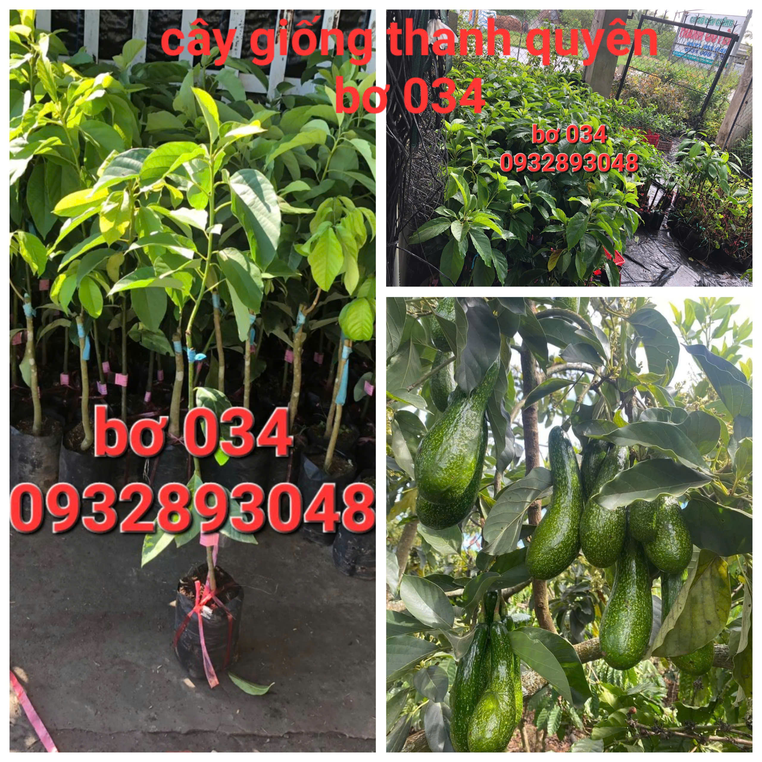 CÂY BƠ  SÁP 034,Bơ trái dài dẻo,hạt lép