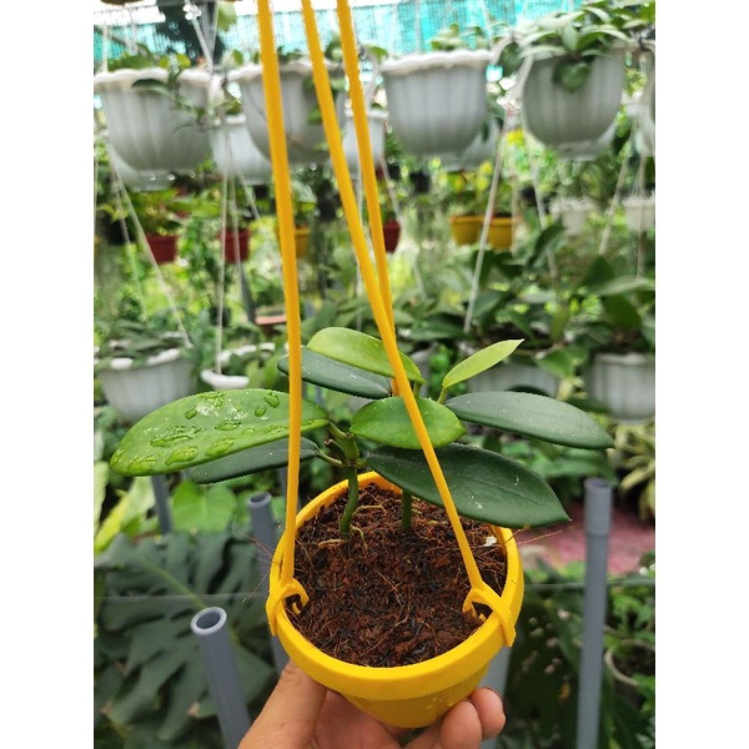 Cẩm cù nhiều loại ngẫu nhiên (không trùng loại)