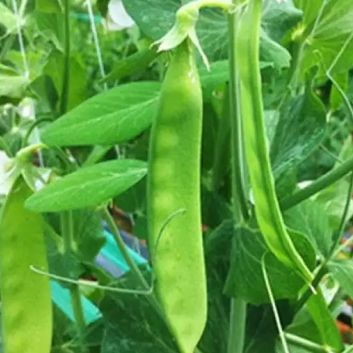 20gram Hạt Giống Đậu Hà Lan Thu Trái (chuyên lấy trái)