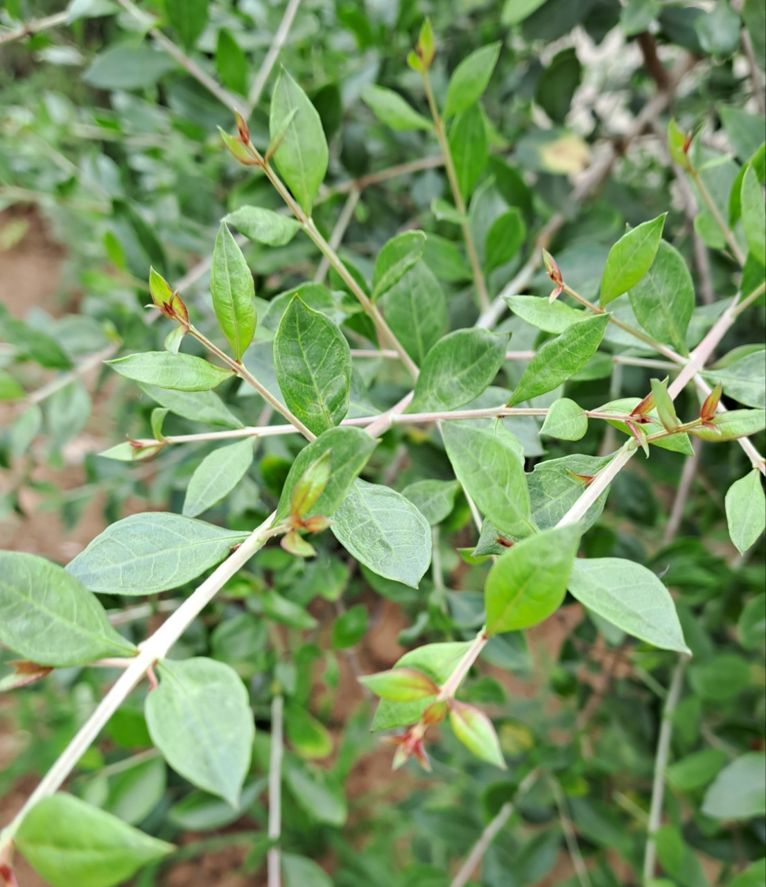 Cây lá móng, cây henna, cây thuốc mọi, cây cảnh