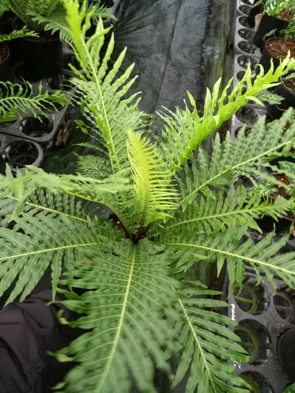 Dương xỉ khổng tước