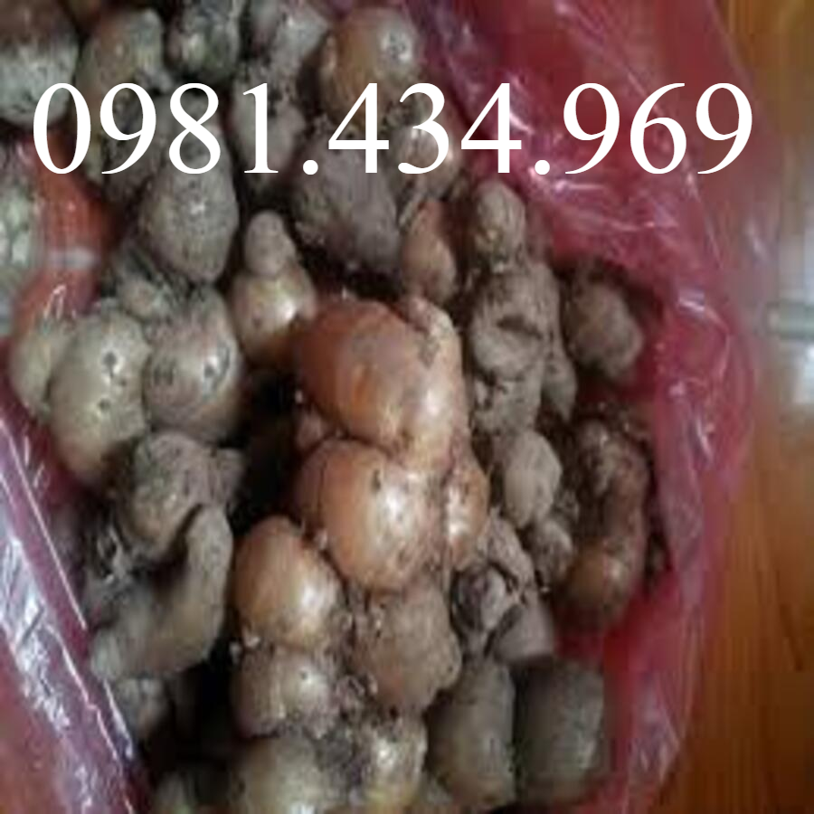 Củ địa liền tươi 500g lz3