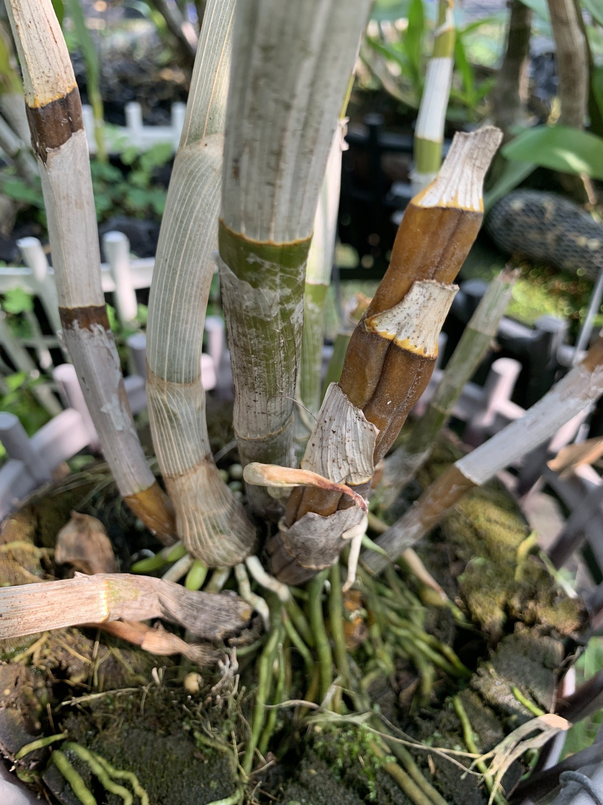 Goc247 - Phân tan chậm (VIÊN NÉN) hữu cơ vi sinh dùng cho phong lan, cây cảnh, hoa mai, hoa hồng, rau - Saitama 1kg/gói