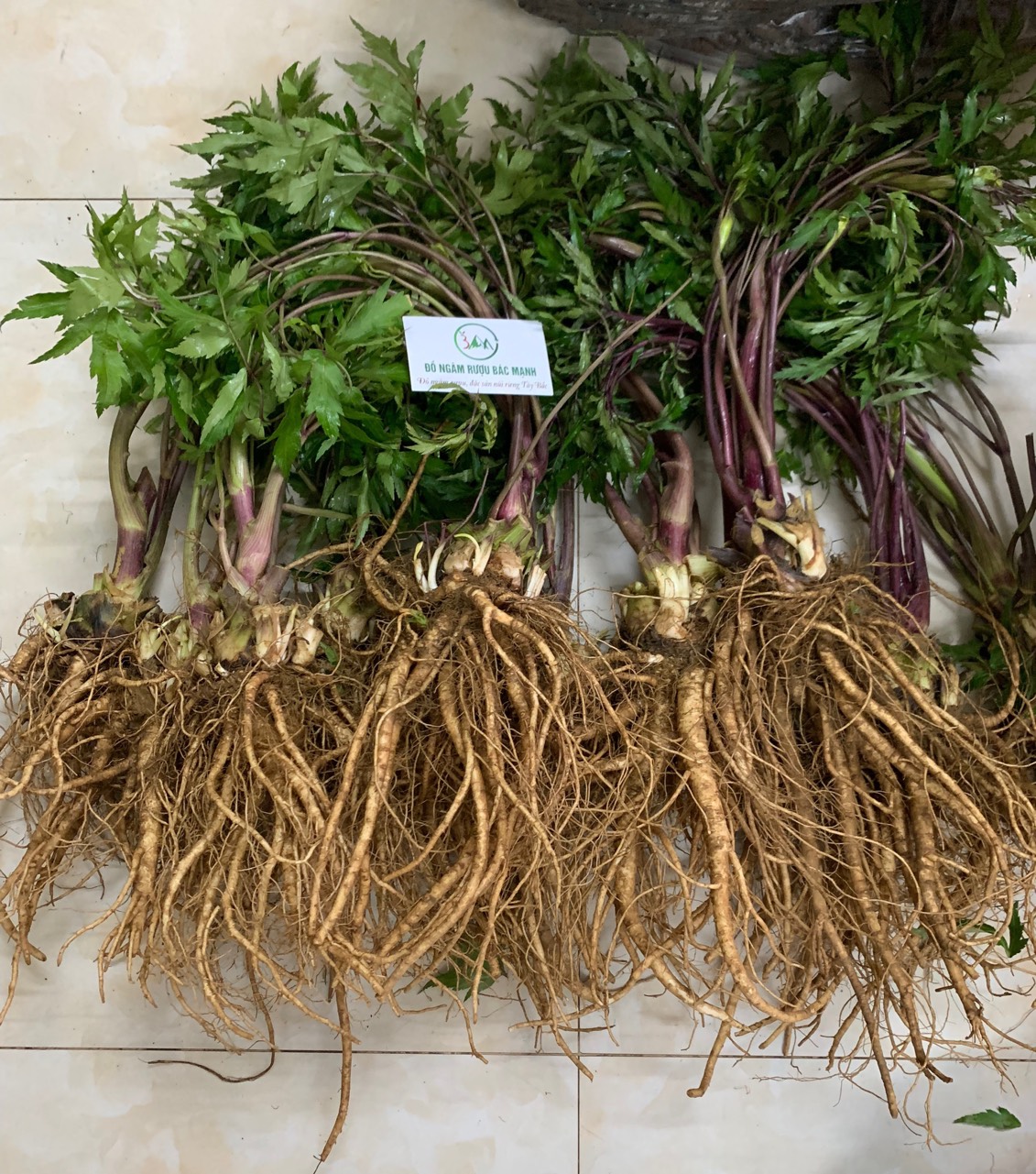 Hạt Giống Sâm Đương Quy Thảo Dược (100H)