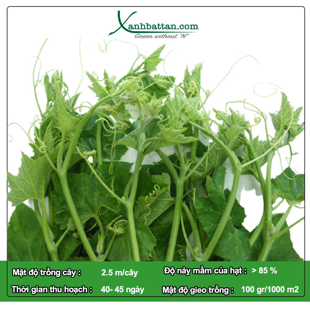 Hạt Giống Bí Ngọn Siêu Đọt Phú Nông Gói 10 Gram