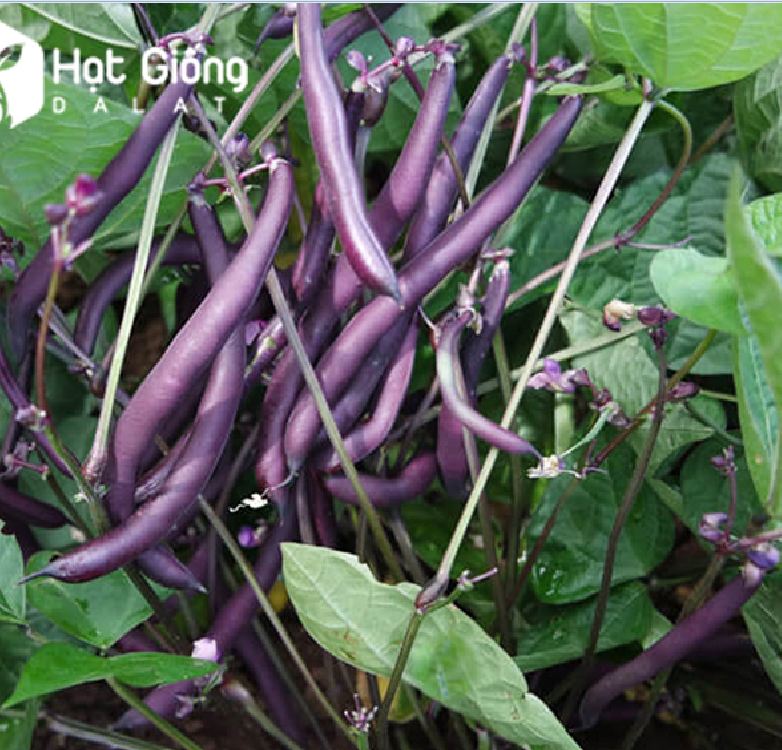 Hạt giống đậu cô ve tím F1 - 3gr/gói