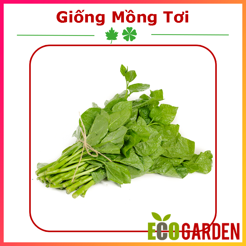 Hạt Giống Rau Mồng Tơi Lá To 10G (ECO.300)