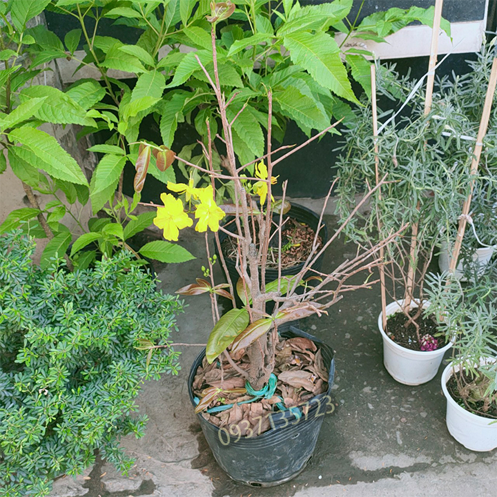 [HCM]cây mai vàng [ mai giảo ] -từ 6-12 cánh