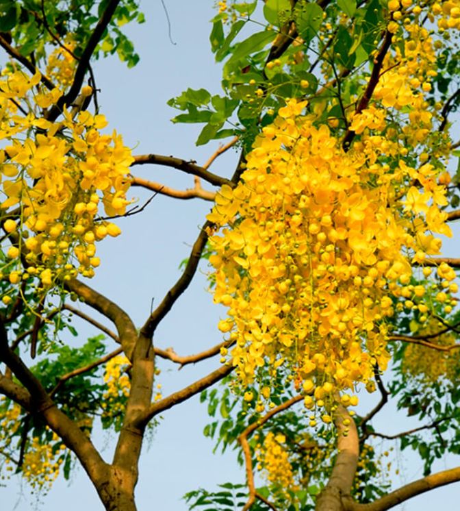 Hạt giống hoa muông hoàng yến ( gói 50 hạt) - VTNT1