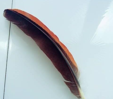 10 Chiếc Lông Gà Thông Điếu 20cm Sạch Sẽ Cứng Đẹp
