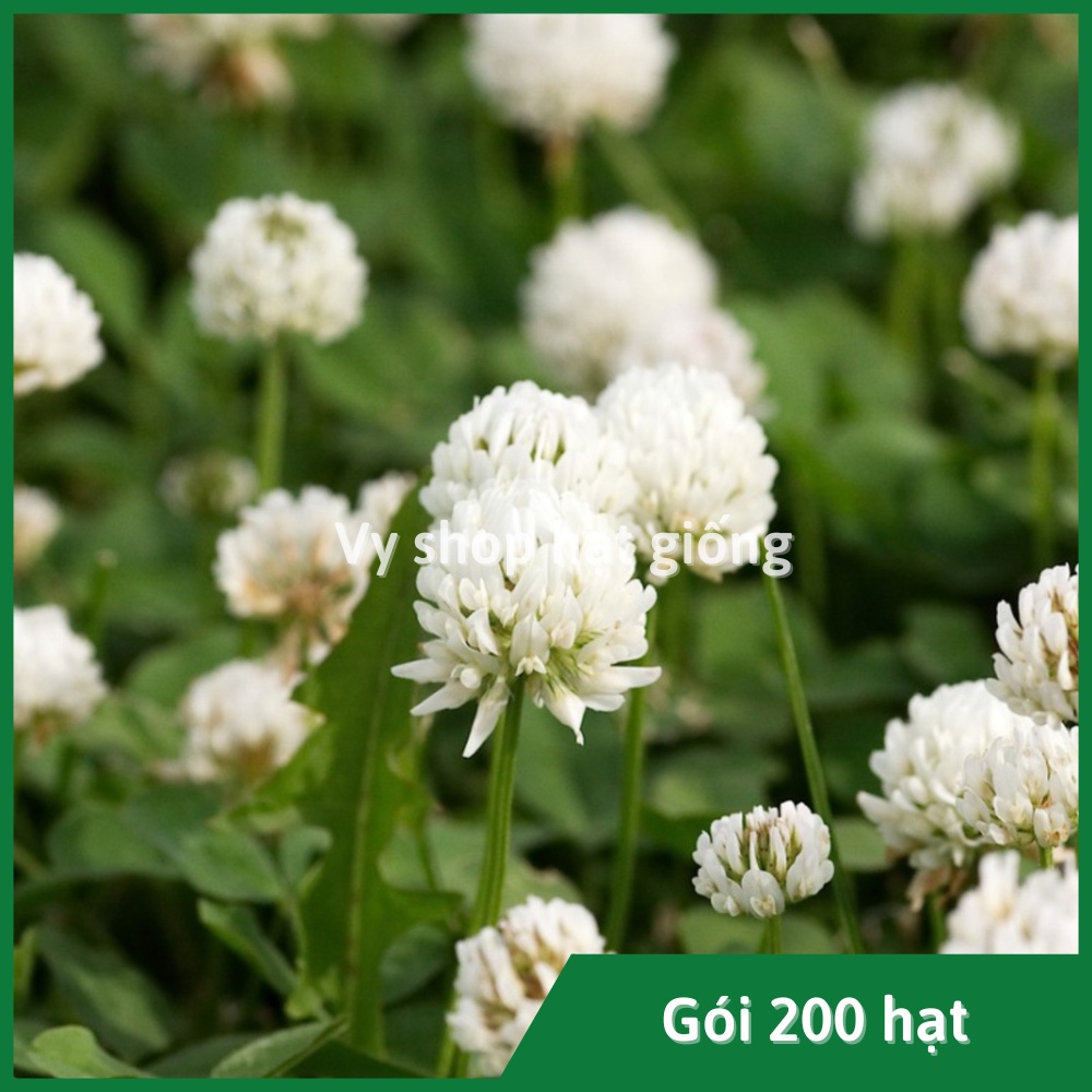 Hạt giống cỏ ba lá trắng (white clover) gói 200 hạt