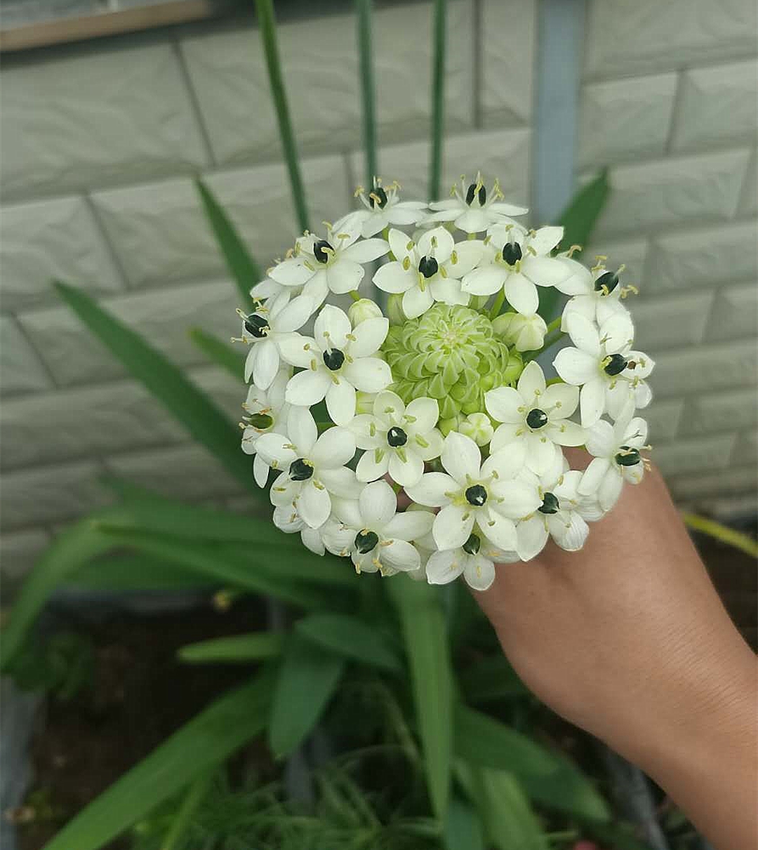 Củ giống hoa thiên nga mắt ngọc - 1 củ