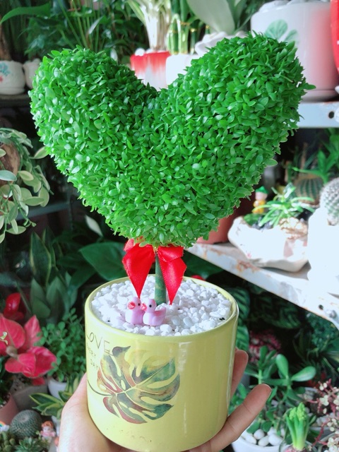 Chậu Cây May Mắn Trái Tim