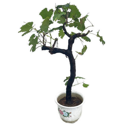 cây giống nho trái tim đỏ