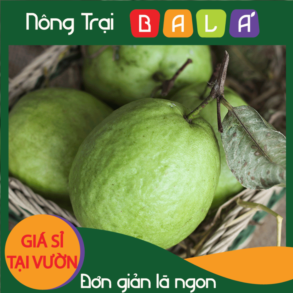 HCM - Ổi Đài Loan mua lẻ giá sỉ (kg) - [Giao nhanh TPHCM]