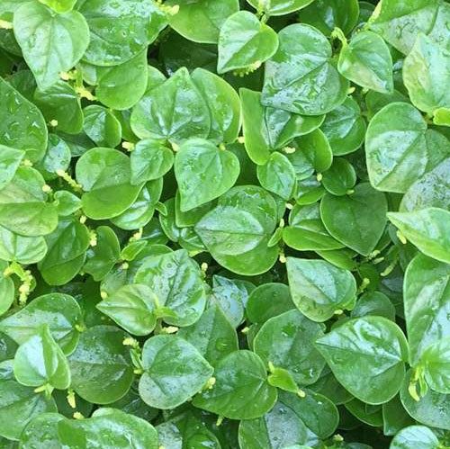 #Hạt giống rau càng cua 100 hạt