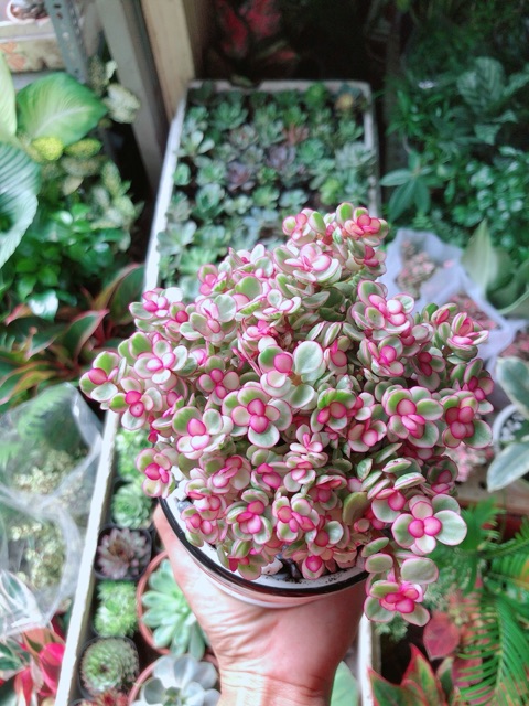 Cây Kim Chi Ngọc Diệp Hồng