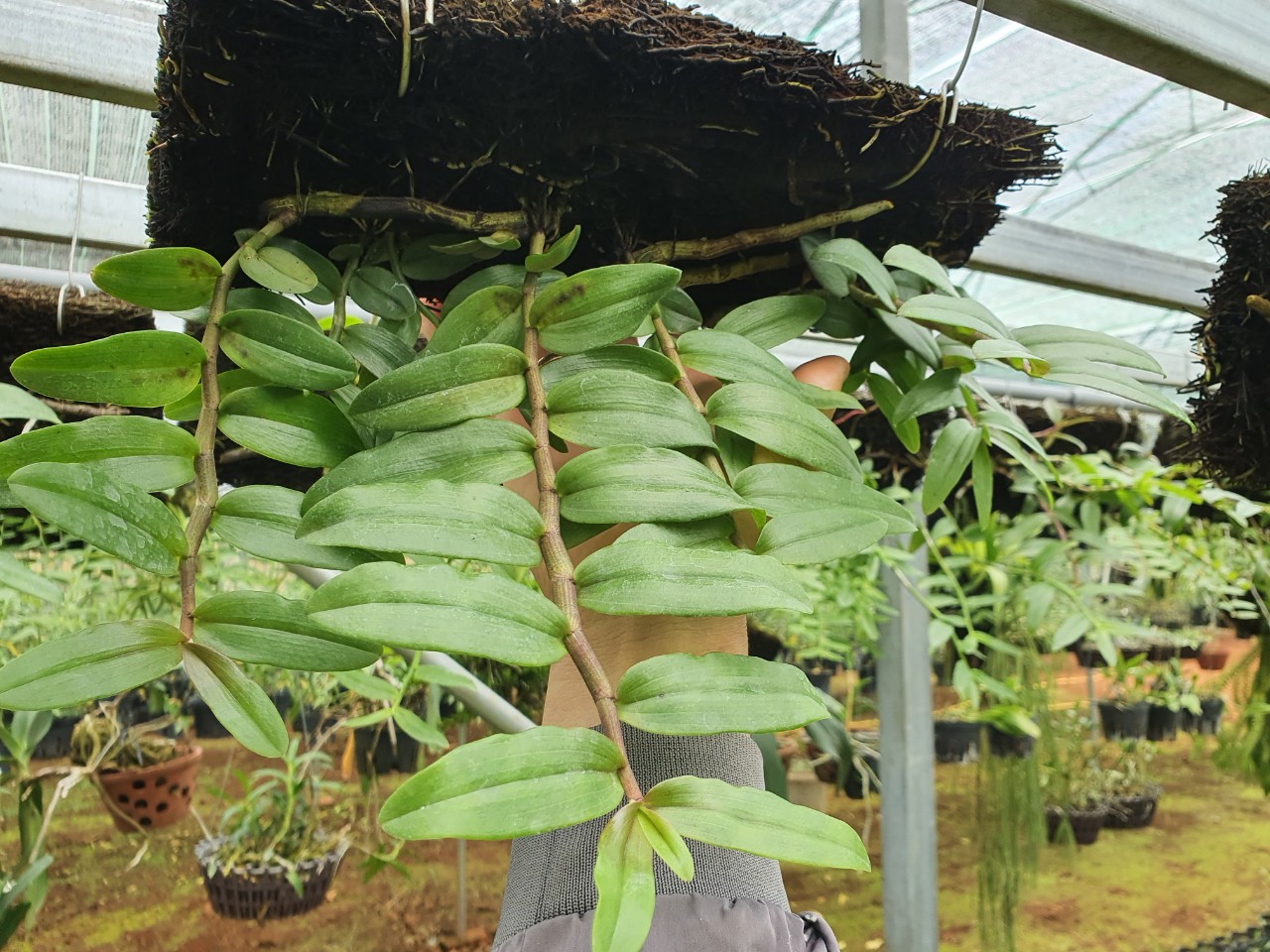 bảng phi điệp bệt thanh vân