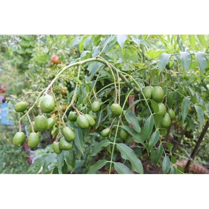 (FREESHIP Từ 50K) cây giống cóc bao tử thái lan