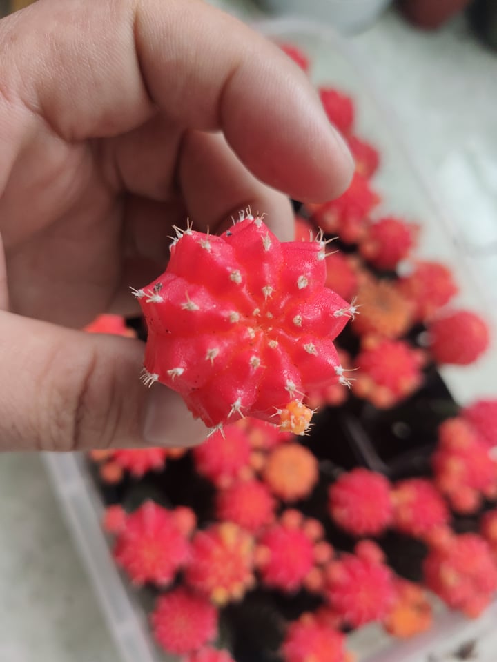 Xương rồng tháp đỏ  hồng ngọc (sp cây tháp)
