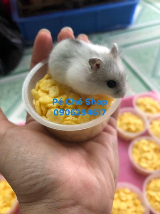 Bắp Cán dẹp (thức ăn dặm dinh dưỡng) cho hamster ,sóc bay...