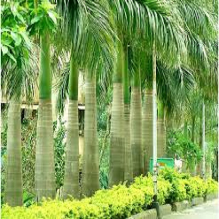 CÂY GIỐNG CAU LÙN TỨ QUÝ SIÊU QUẢ