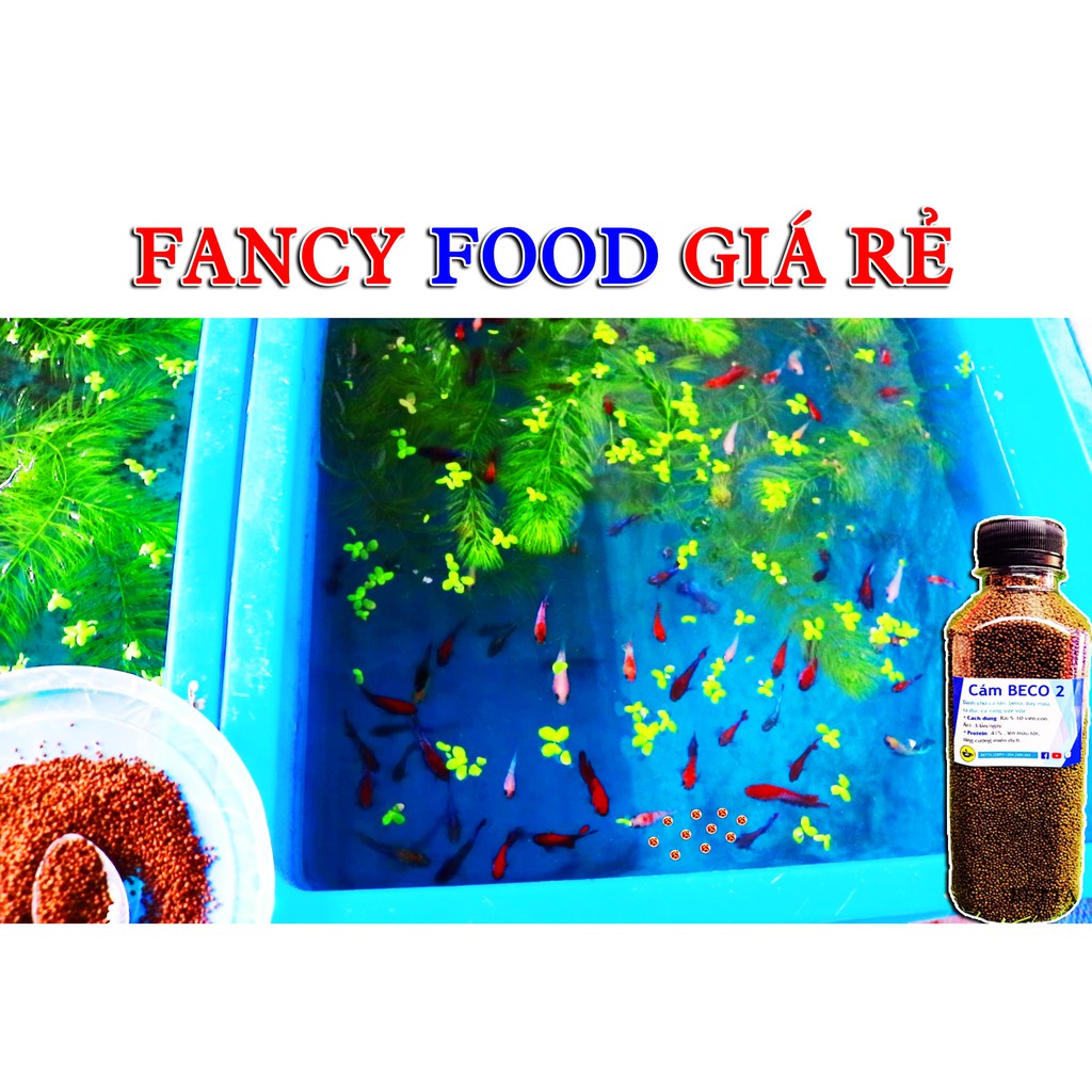 Cám BECO 2 - Thức ăn cho cá lớn 🐠 BETTA COFFY  FARM FARM